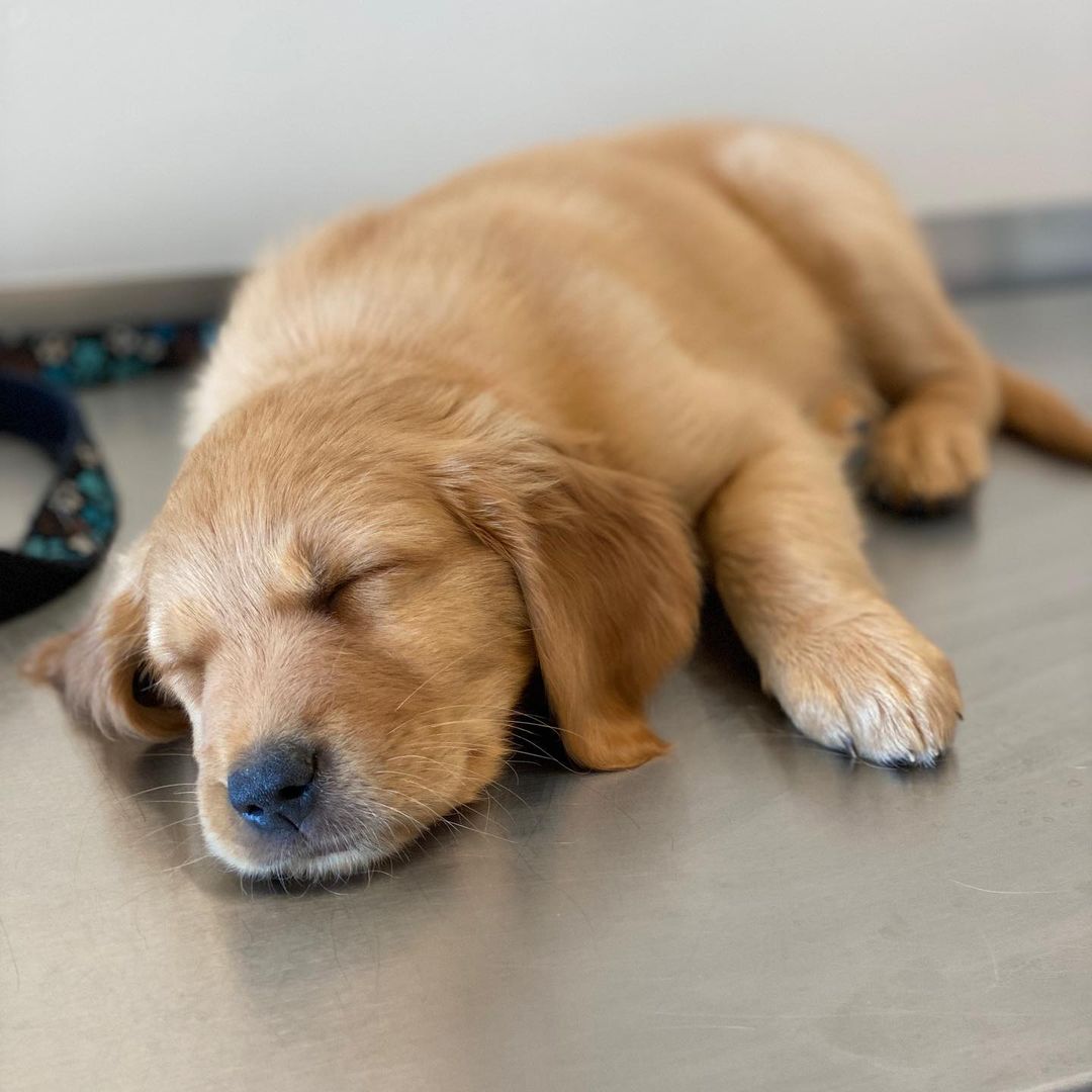 Lock One Animal Hospital Golden Retriever puppy