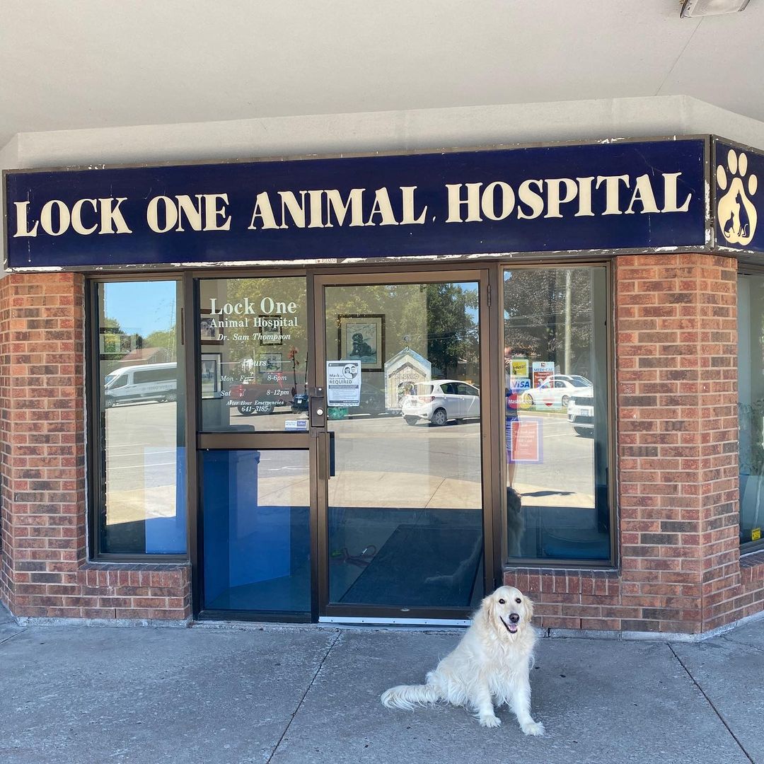 Lock One Animal Hospital Front office